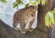 Leopard Attacks Pet Dog in Netravali, Sparks Panic Among Residents