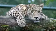 Leopard Dies After Getting Trapped in Wire Fence on Karnataka Farm