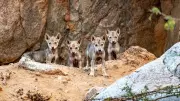 Leopard Dominance Halts Wolf Breeding Season at Karnataka's Bankapur Sanctuary