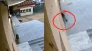Leopard Enters Ghaziabad School, Exams Postponed as Forest Department Sets Trap