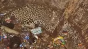Leopard Rescued After Falling into Sump in Gujarat's Dahod District