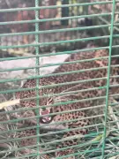 Leopard That Killed 6-Year-Old Boy in Sangli Successfully Trapped After 4-Day Operation