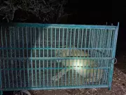 Lioness Attack in Gujarat: Woman Killed While Watering Mango Orchard in Amreli