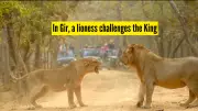 Lioness Defies Male Lion in Dramatic Gir National Park Face-Off, Video Goes Viral