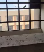 Ludhiana Residents Install Nets as Pigeon Menace Grows, Affects University Campus