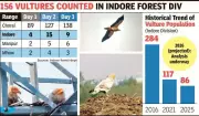 Madhya Pradesh Vulture Census Reveals Stark Contrast Between Thriving Sanctuaries and Urban Decline
