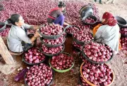 Maharashtra CM Fadnavis Pledges Financial Aid for Nashik Onion Farmers Amid Price Crisis