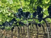 Maharashtra Grape Farmers Demand Strict Law Against Cheating Traders