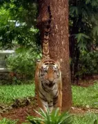 Maharashtra Reports 41 Tiger Deaths in 2023, Government Plans Underpasses for Safety