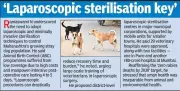Maharashtra's Stray Dog Crisis: 17 Lakh Strays, 9.7 Lakh Bites Annually