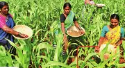 Marathwada Women Fight Malnutrition by Claiming Land for Vegetable Farming