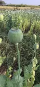 Massive Opium Crop Seized in Dharashiv: 485.7kg Worth Rs 72.84 Lakh Uprooted