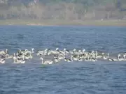 Migratory Birds Begin Departure from Chilika Lake as Temperatures Rise