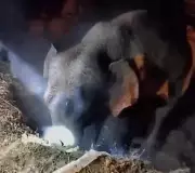 Mother Elephant's Vigil Leads to Dramatic Overnight Rescue of Calf from Well in Midnapore