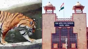MP High Court Hears Report on Bandhavgarh Tiger Deaths: Electrocution Major Cause