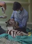 Mysuru Zoo Mourns Loss of Zebra Prachi After Giving Birth to Foal