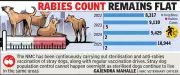 Nagpur Dog Bite Cases Surge 16% to Record High in 2025, Rabies Remains Low