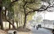 Nashik Municipal Corporation to Remove 51 Trees for Road Widening Before Kumbh Mela