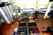 Nashik's Grape Wine Exports Surge 80% in Four Years, Marking Strong Post-Pandemic Recovery