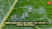 Natural Pest Control: How to Protect Your Garden Without Harmful Chemicals