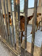 Navi Mumbai Animal Welfare Officer Alleges NMMC Violating ABC Rules by Detaining Sterilized Stray Dogs