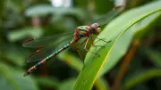 New Dragonfly Species Discovered in Kerala's Coastal Plantations