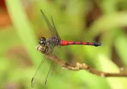 New Dragonfly Species Discovered Thriving in Kerala's Agricultural Landscapes