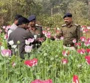 Odisha Faces Growing Opium Poppy Cultivation Crisis in Forest Areas