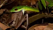 Parrot Snakes: The Agile Green Hunters of American Rainforests