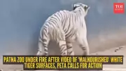 Patna Zoo's White Tiger Video Sparks Online Outcry Over Animal Welfare