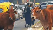 Patparganj's Welcome Sign Overshadows Stray Cattle Crisis at Key Junction