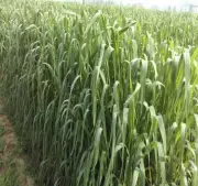 PAU's 3 New Oat Varieties Achieve National Recognition for Agriculture