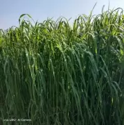 PAU's Three High-Yield Oat Varieties Get National Recognition for Dairy Farming