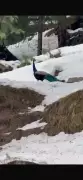 Peacocks in Snow: Rare Sighting in Himachal's High Altitudes Sparks Climate Concerns