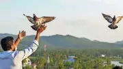 Pigeon Fanciers of Kerala: IT Pros & Veterans Soar in Sky Competitions