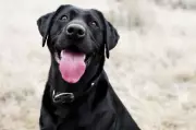 Police Dog's Hilarious Mistake Leaves Officers Red-Faced in Amritsar