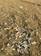 Pong Lake Crisis: Migratory Birds Face Deadly Winter, Carcasses Found