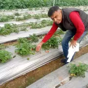 Prayagraj Farmers Transform Barren Land into Strawberry Goldmine with Polyhouse Tech