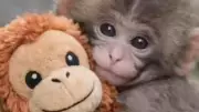 Punch the Macaque: How a Stuffed Toy Helped an Abandoned Baby Monkey Find Hope