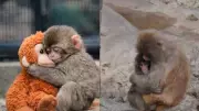 Punch the Monkey: How a Rejected Macaque's Plushie Comfort Captured Global Hearts