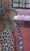 Pune's Leopard Trapping Drive Cuts Human-Animal Conflict by Two-Thirds