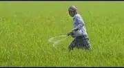 Punjab Fertilizer Use Shifts: Urea & DAP Down, NPK & MOP Up in 2024-25