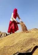 Punjab's Grain Storage Crisis Threatens Rice Delivery and Wheat Harvest