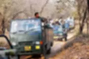 Rajasthan Bans Mobile Phones in Ranthambhore Tiger Reserve Core Zones