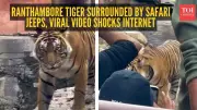 Ranthambore 'Safari Jam' Video Sparks Outrage Over Tiger Harassment