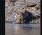 Rare Black Panther and Leopard Share Water in Karnataka's Bhadra Reserve