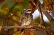 Rare Forest Owlet Spotted in Madhya Pradesh's Cheetah Territory, Officials Elated