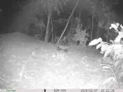 Rare Honey Badger Spotted in Jhargram Forests, Signaling Biodiversity Rise