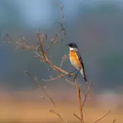 Rare White-Throated Bush Chat Spotted in South Bengal for First Time