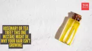 Rosemary vs Tea Tree Oil: The Real Truth About Hair Growth & Scalp Health